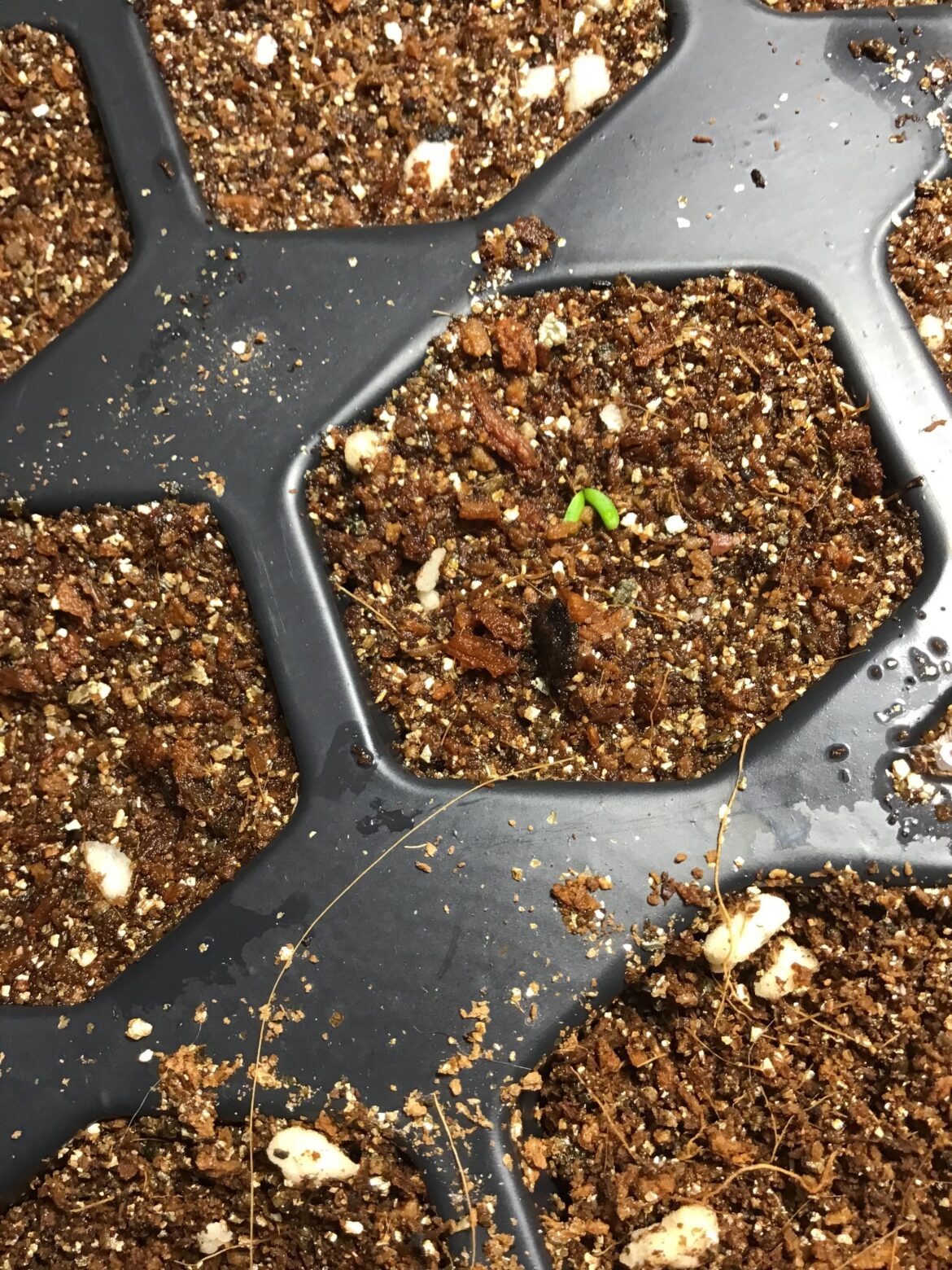 Tiny raspberry seedling