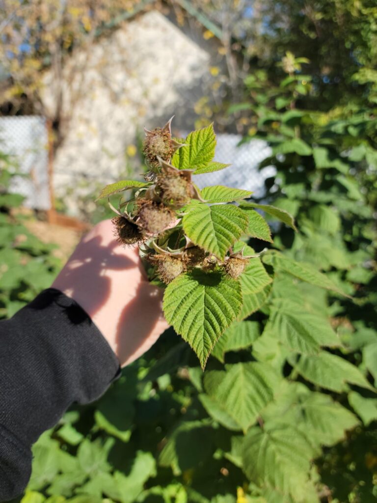 My Raspberries are cutting it bit close to winter.