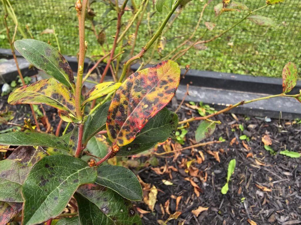 Are my blueberries sick? Are my blueberries sick?