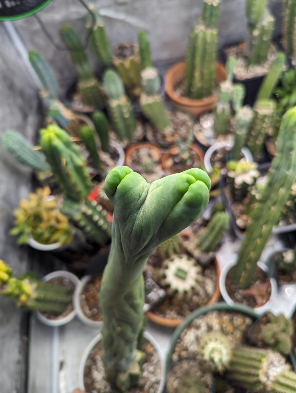 Double headed dragon