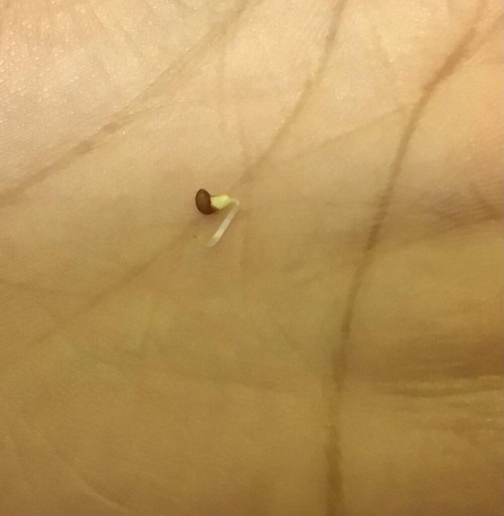 Yellow raspberry seed update + black raspberry seedlings