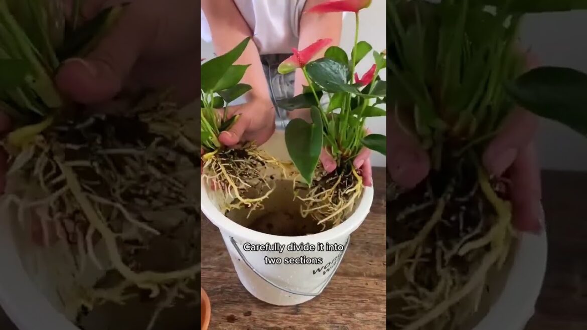 How to propagate anthurium Plants Video | How to Grow Plants | Gardening tips | #Plants #growth