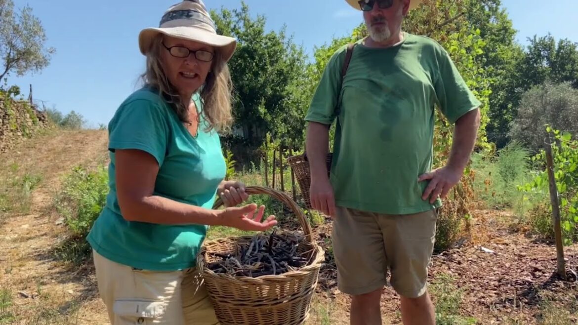 Harvesting Beans and Seed for Garden and Pantry Harvesting Beans and Seed for Garden and Pantry