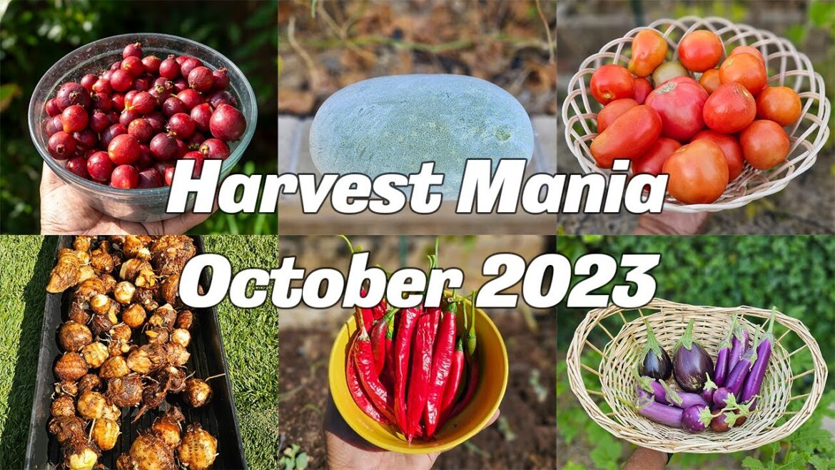 October's Bounty: Epic Vegetable Harvest & Full Garden Tour! | Raised Beds & Container Gardening
