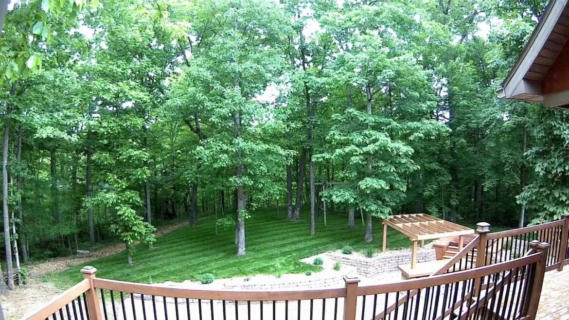 My backyard grass project Time Lapse Growing grass in the woods My backyard grass project *Time Lapse* Growing grass in the woods