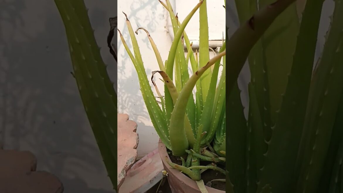 Aloevera Plant 🪴 #shorts #gardening #nature #viral #trend #food