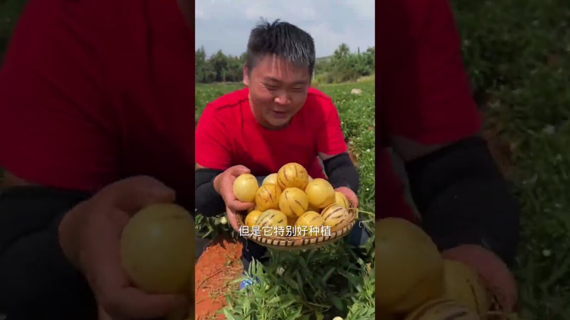 Simple tips growing garden at home by MeiMei #short #vegetable Simple tips growing garden at home by MeiMei #short #vegetable
