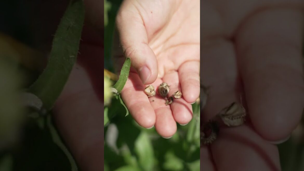Ask A Gardener: How do I save seeds?