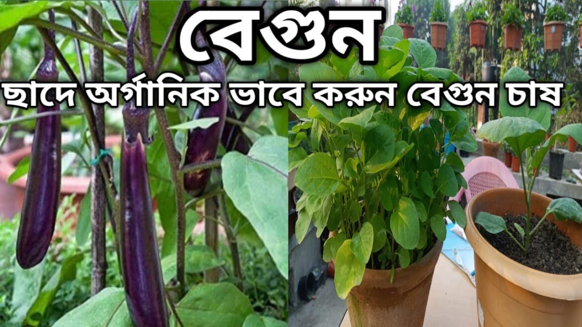 ছাদে প্রচুর বেগুন পেতে অরগানিক ভাবে করুন বেগুন চাষ  vegetable gardening tips  #vegetablesgarden