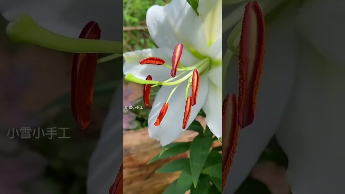 Achieve inner peace and stress relief with these flower gardening tips at home Ep 64 #diy #craft