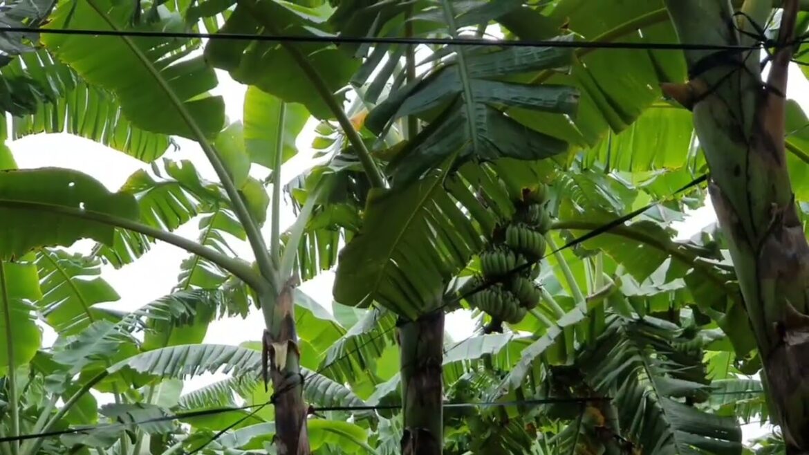 Rural Gardening Magic: A Journey Through Nature