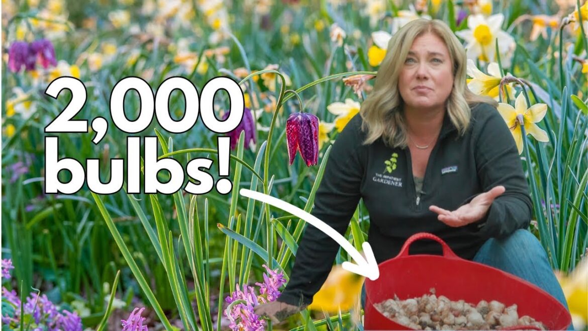 Garden makeover: Unsightly septic mound to beautiful bulb lawn 🌼🌿🌷 Garden makeover: Unsightly septic mound to beautiful bulb lawn 🌼🌿🌷