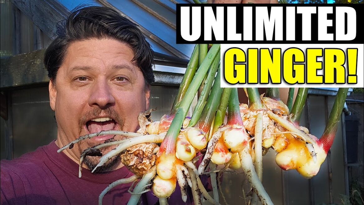 How To Grow Ginger At Home In 2023!