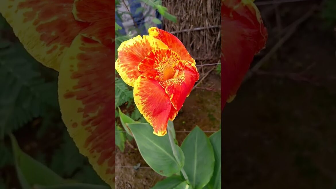 Rang birange phool 💕💕💕#naturelovers #mindrelaxing #viralvideo #gardening #trend #youtube #trending