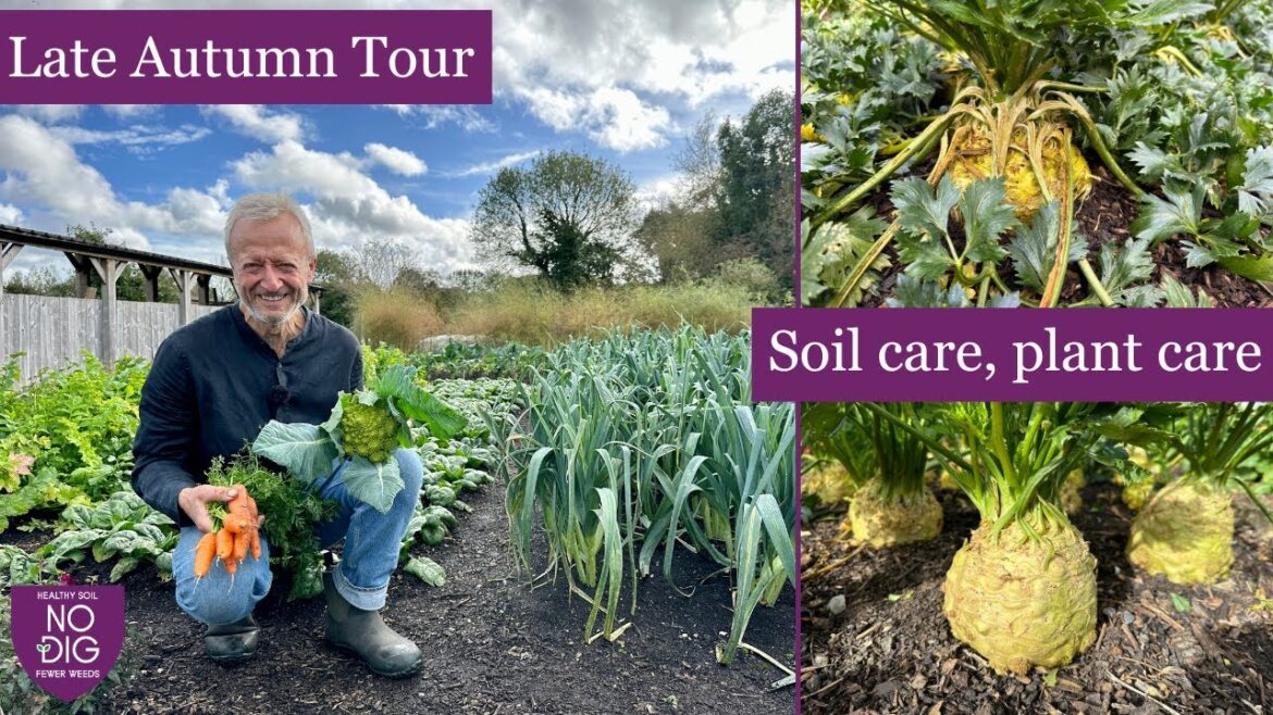 Carrot, spinach, cauliflower and celeriac plus no dig green manures and quick bed prep pre-winter