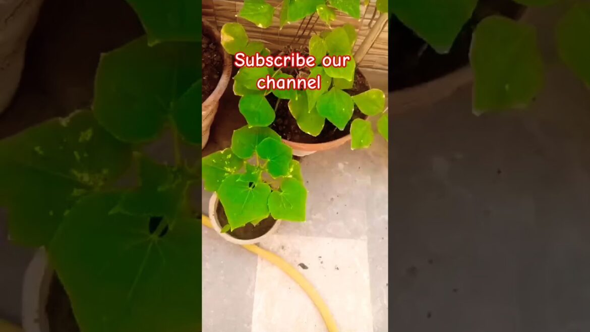 Beans Plant #youtubeshorts #trendingshorts #shorts #viralshorts #beans #vegetables