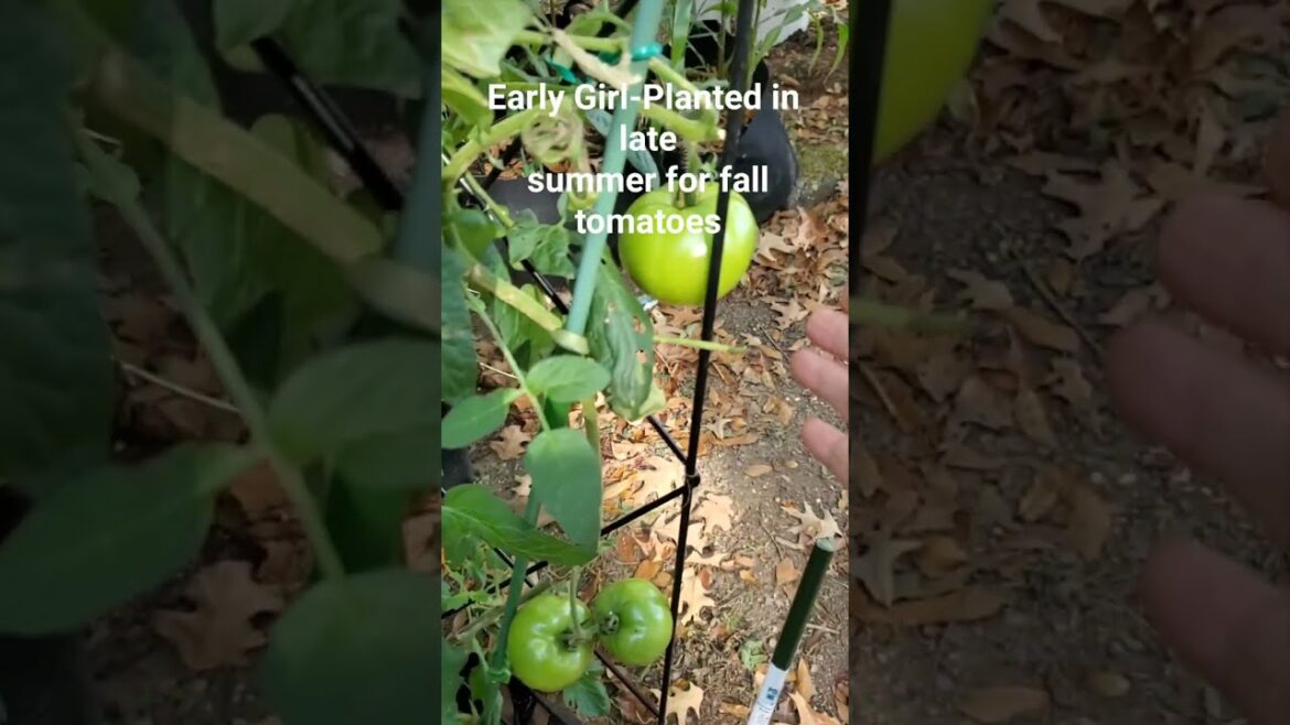 Still Growing Tomatoes In Fall  #gardening