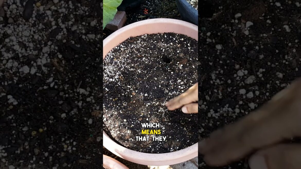 California Gardening: From Seed to Harvest: Growing Purple Tomatillos in 60 Seconds | Shorts From Seed to Harvest: Growing Purple Tomatillos in 60 Seconds | Shorts