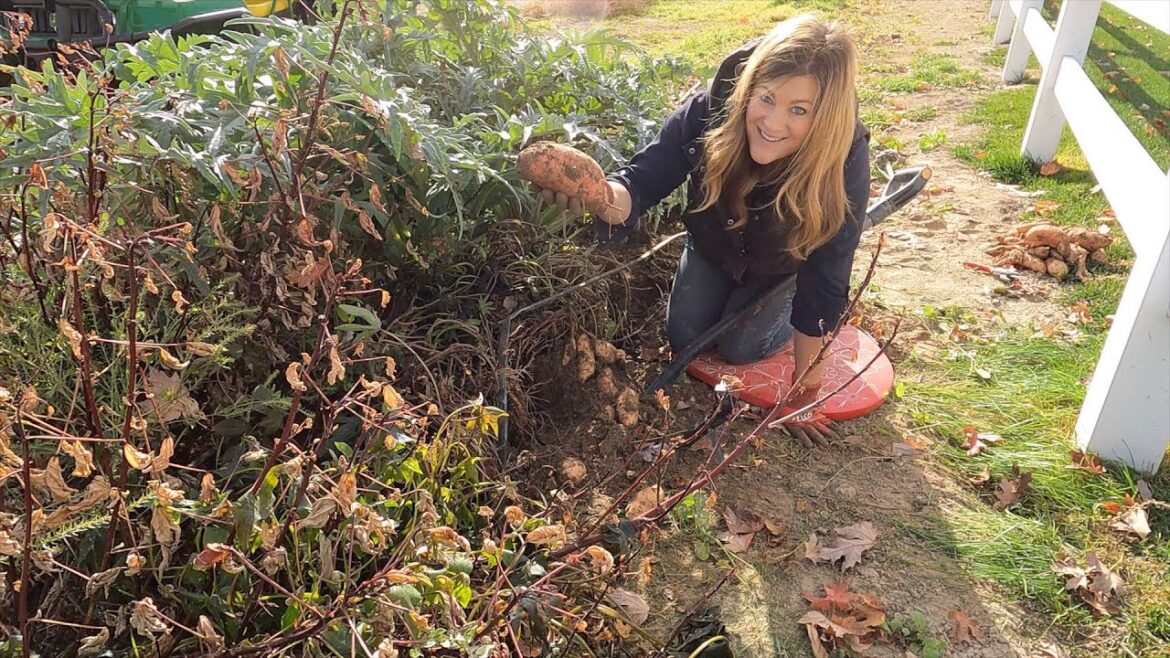 Garden Answer: Harvesting Sweet Potatoes & Pulling Zinnias! 🍠🍂🥰 // Garden Answer Harvesting Sweet Potatoes & Pulling Zinnias! 🍠🍂🥰 // Garden Answer
