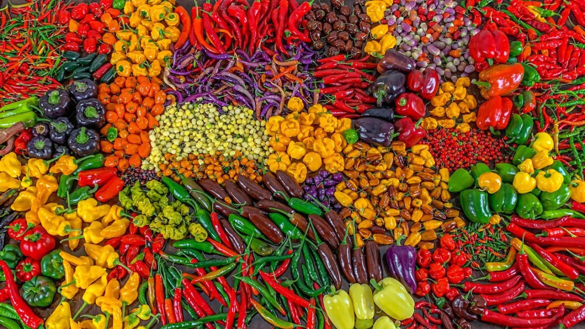 EP11: Insane pepper harvest in a small backyard garden