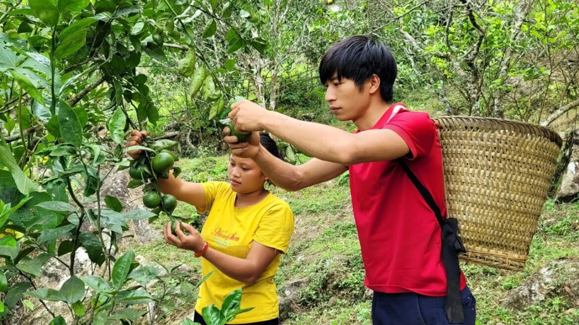 Pick oranges and bring them to the market to sell – vegetable gardening – Bảo Hà rural life Pick oranges and bring them to the market to sell - vegetable gardening - Bảo Hà rural life