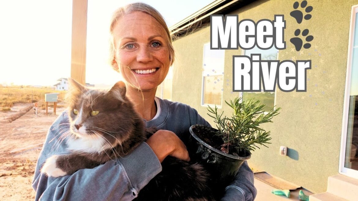 🐾Farm Cats & Herb Gardens🌿 🐾Farm Cats & Herb Gardens🌿