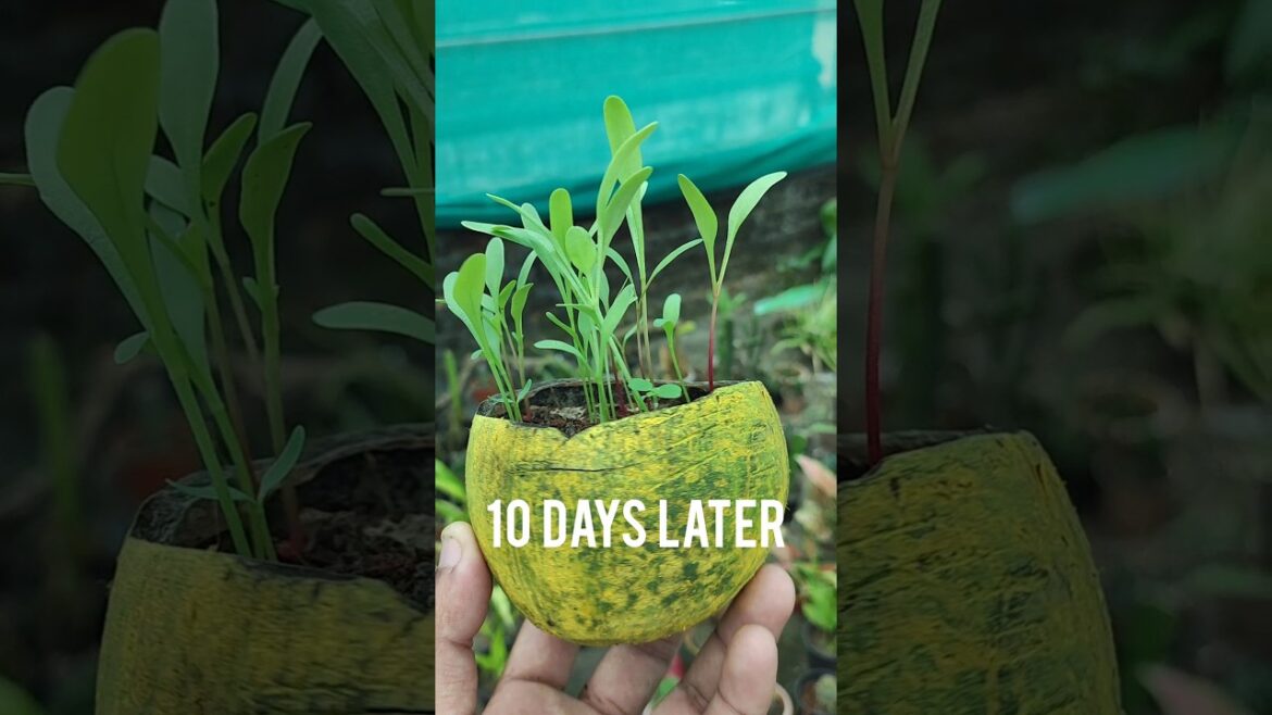 Reusing coconut shell and propagate vegetables ft. Spinach germination #shorts #reuse #vegetables Reusing coconut shell and propagate vegetables ft. Spinach germination #shorts #reuse #vegetables