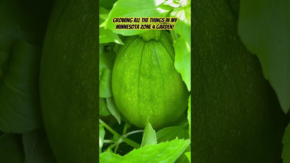 Groceries in My Backyard Garden – Minnesota Zone 4 July 2023 Groceries in My Backyard Garden - Minnesota Zone 4 July 2023