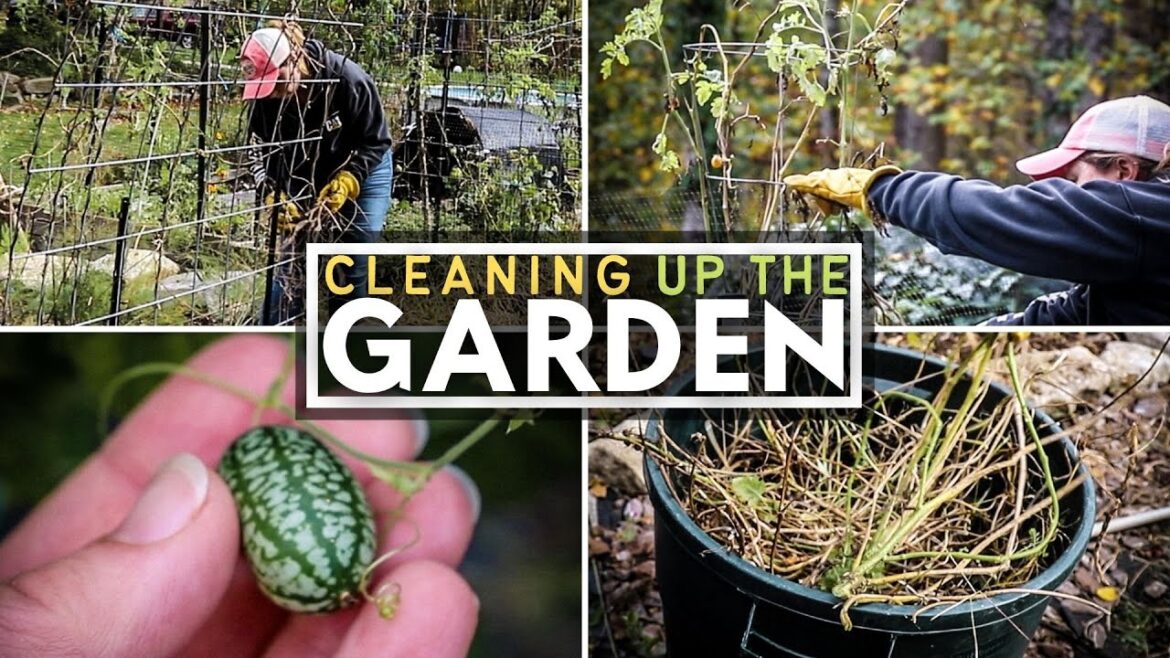 NOT DOING THIS WITH CUCAMELONS NEXT YEAR | October 2023 | Connecticut #Garden #Cleanup NOT DOING THIS WITH CUCAMELONS NEXT YEAR | October 2023 | Connecticut #Garden #Cleanup