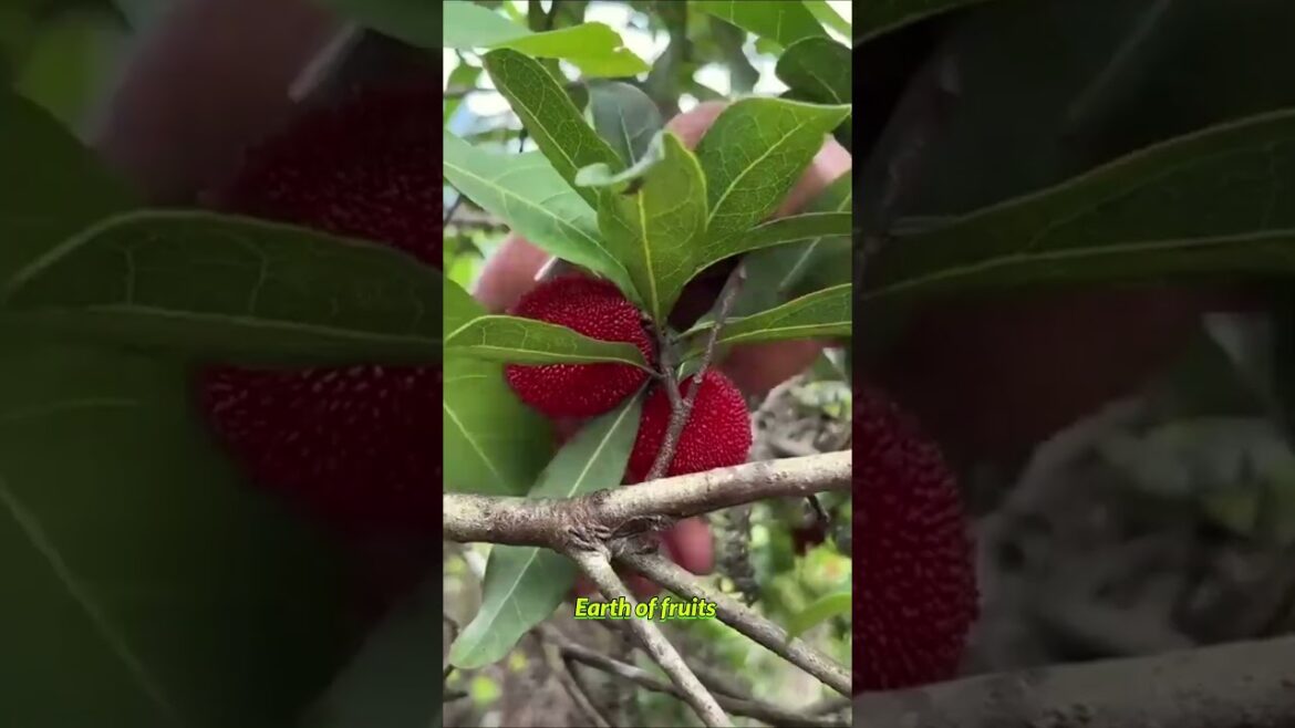 Farm Fresh Ninja Fruit Cutting!! #182 #shorts #shortsfeed #viral #vegetables #fruits π₯πππππ Farm Fresh Ninja Fruit Cutting!! #182 #shorts #shortsfeed #viral #vegetables #fruits π₯πππππ