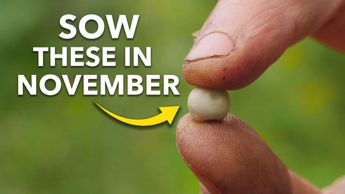 You Must Sow These in November You Must Sow These in November