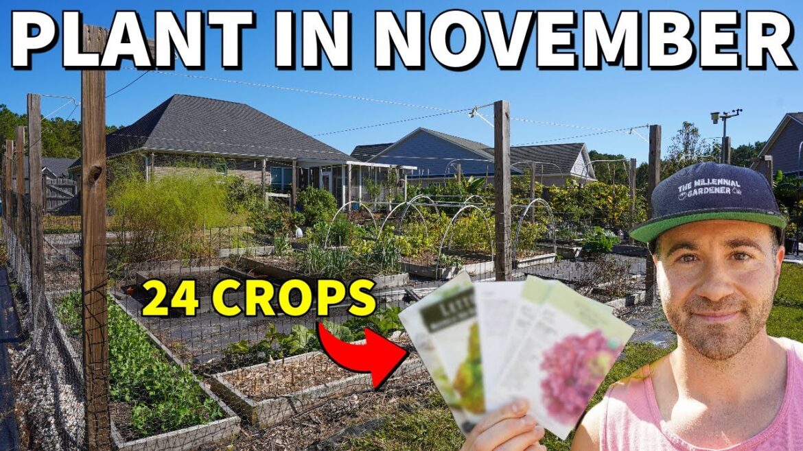 24 Veggies You Can Still Plant In November RIGHT NOW! 24 Veggies You Can Still Plant In November RIGHT NOW!