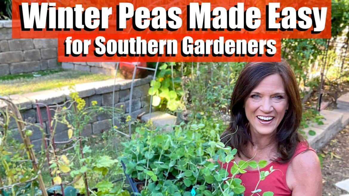 CaliKim: Winter Peas Made Easy for Southern Gardeners Winter Peas Made Easy for Southern Gardeners