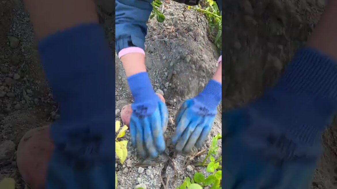 My gardening tips vlog at home/ happiness life at country side #garden #shorts My gardening tips vlog at home/ happiness life at country side #garden #shorts