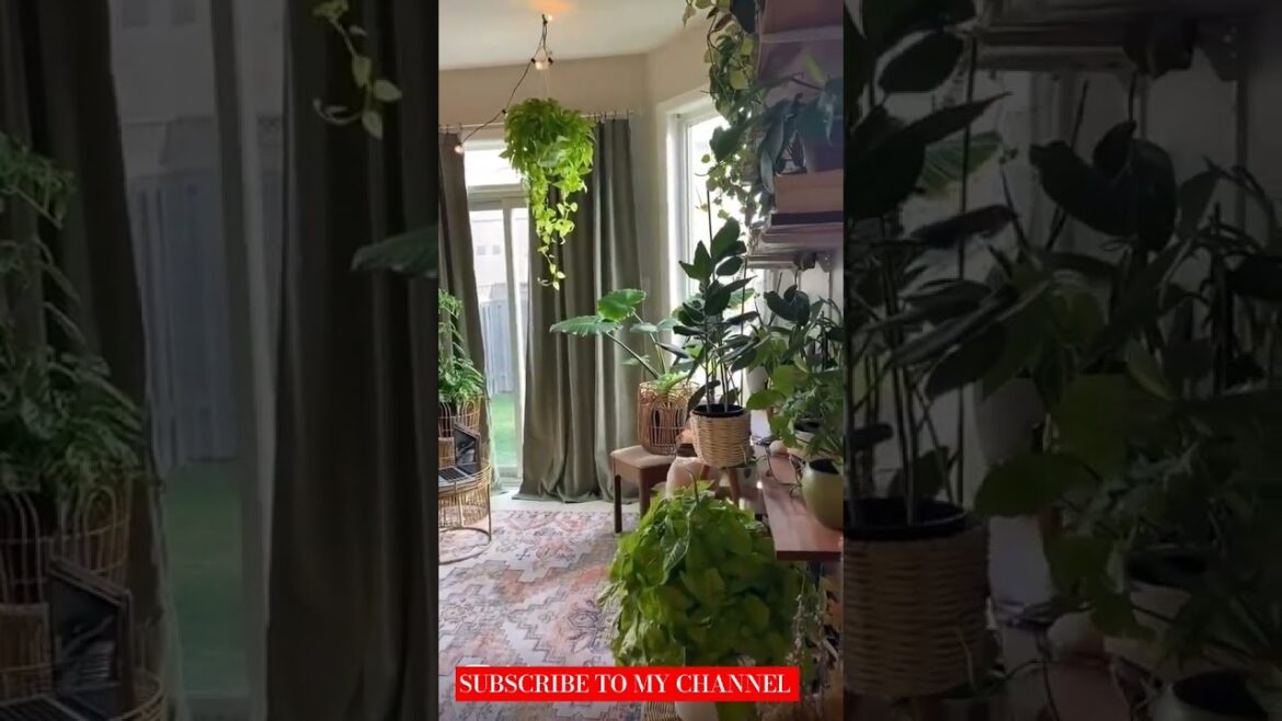 gardening hacks | gardening for beginners | gardening tips #shortvideo #shortsfeed #viral #short gardening hacks | gardening for beginners | gardening tips #shortvideo #shortsfeed #viral #short