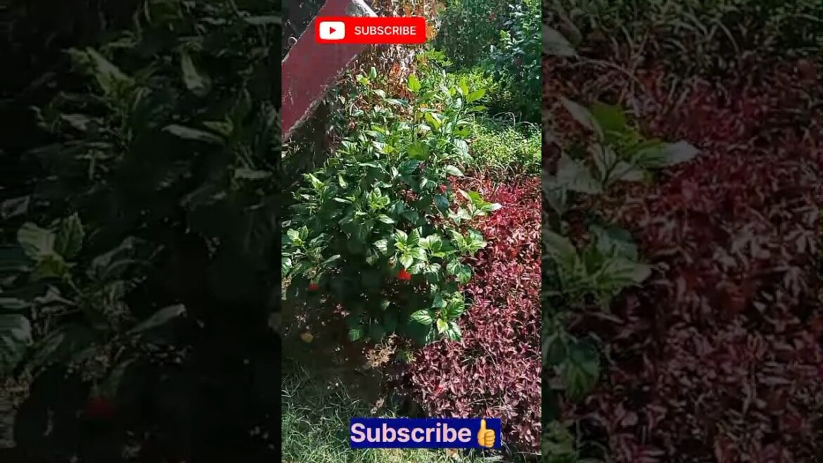 Shorts: Explore the Enchanting World of Plants at the Nursery🏝️🎋🖼️