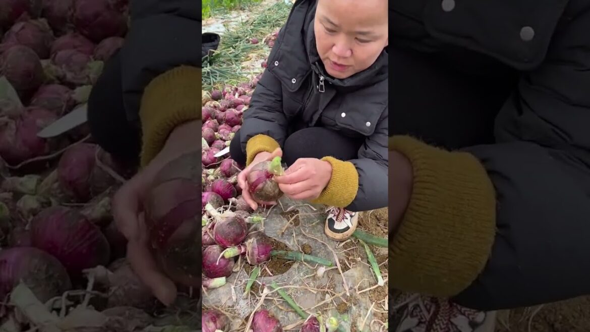 My gardening tips vlog at home/ happiness life at country side #garden #shorts