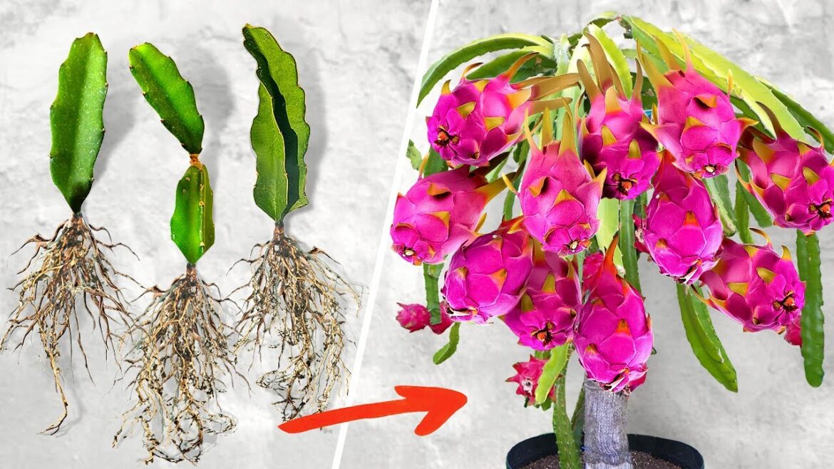How to grow Purple dragon fruit from cuttings for beginners | New Gardening Method