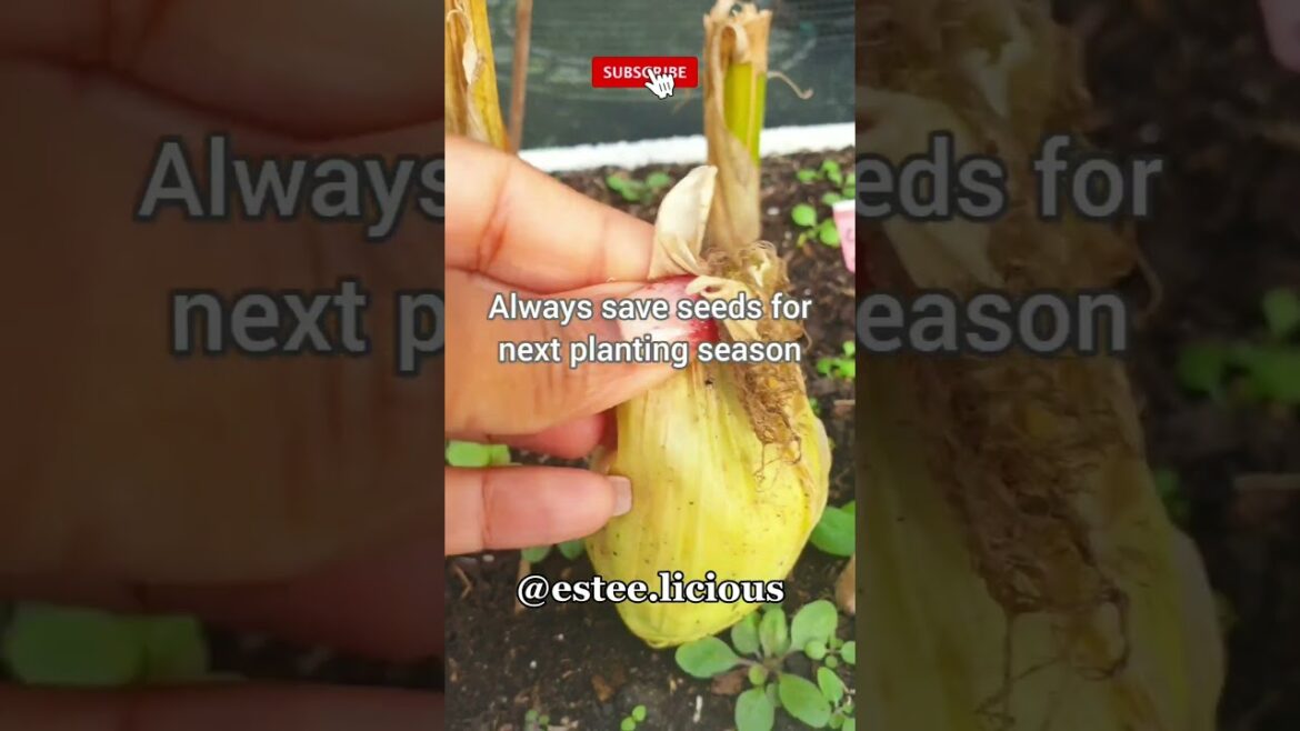 😱THIS IS THE TIME TO SAVE SEEDS FOR NEXT PLANTING SEASON #shorts