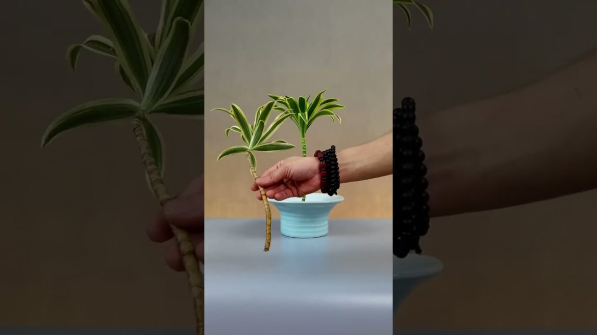 Landscaping Design || Garden Design || Terrace Garden || Plants Nursery || Landscape Maintanance