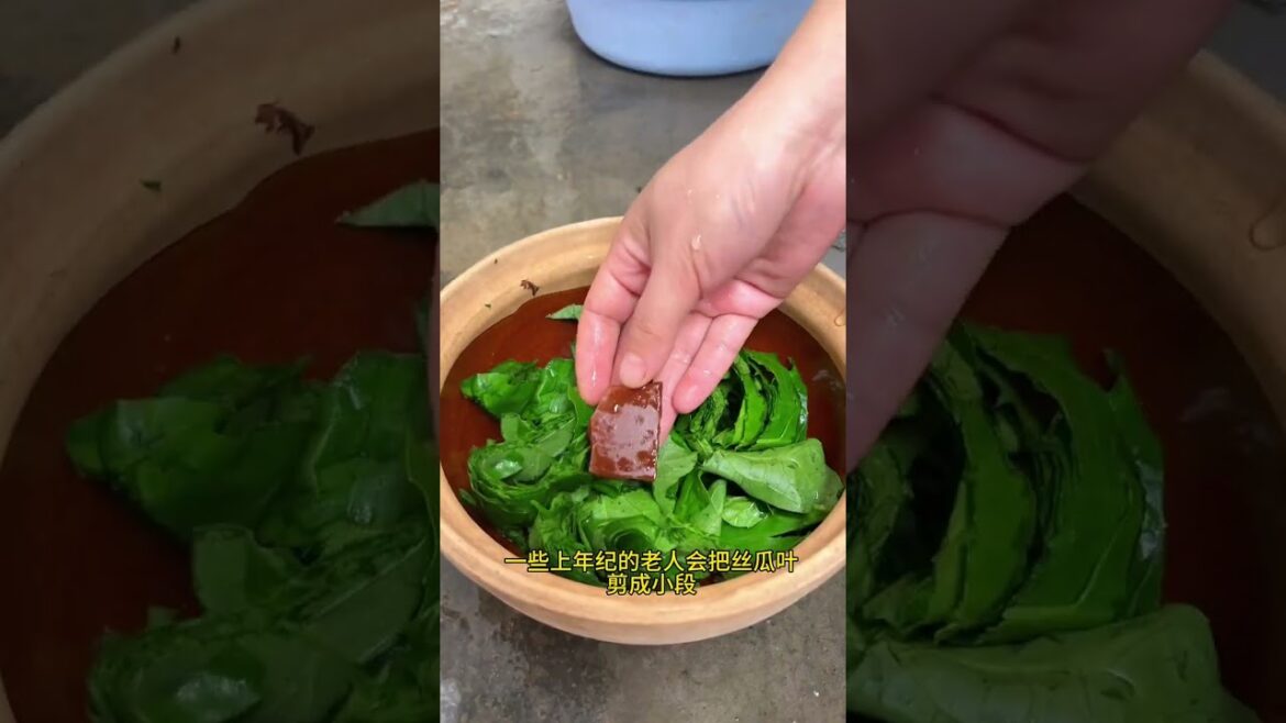 农村的丝瓜叶你了解吗？小时候我奶奶经常摘回来。#我的乡村生活 #农村生活#植物#大自然#科普#shorts