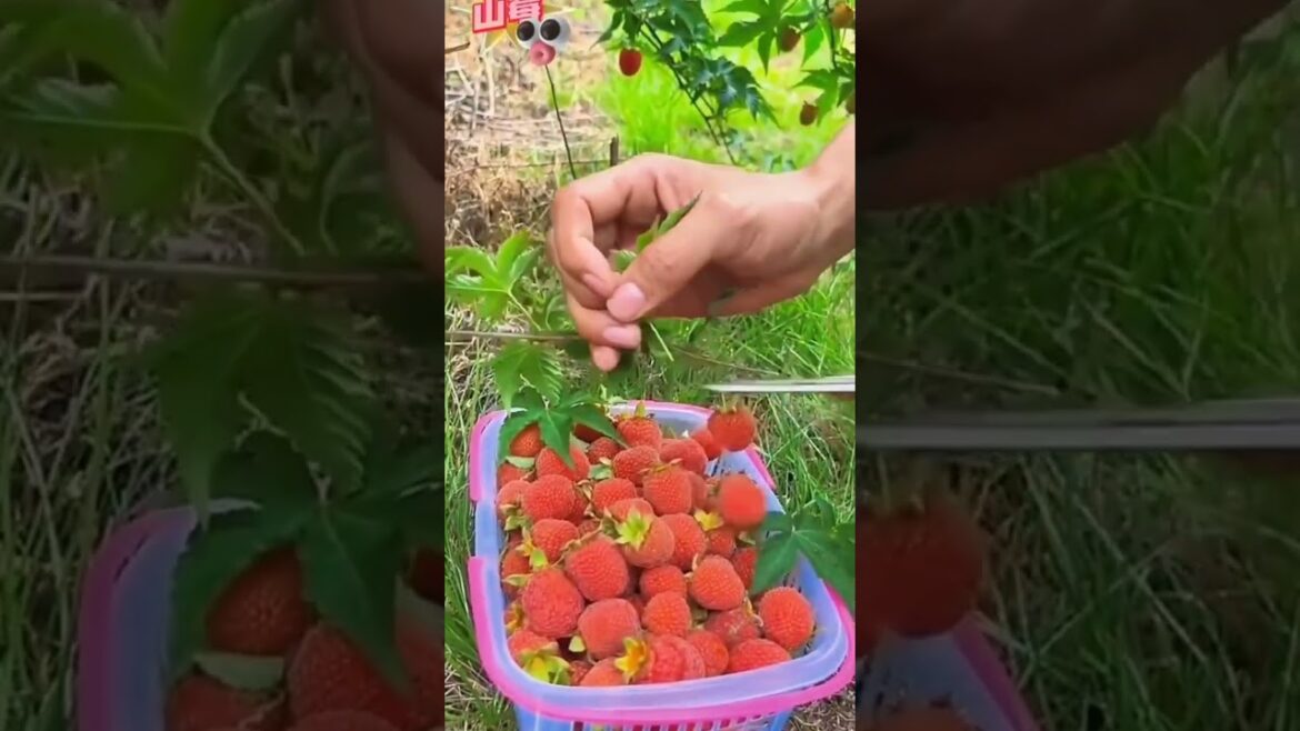 enjoy beautiful 😍 natural with ruler life Chinese fruits 🍓🍇 #fruits #viral #shorts