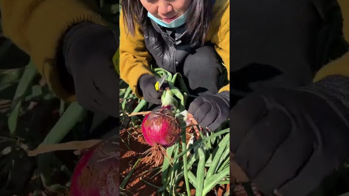 My gardening tips vlog at home/ happiness life at country side #garden #shorts