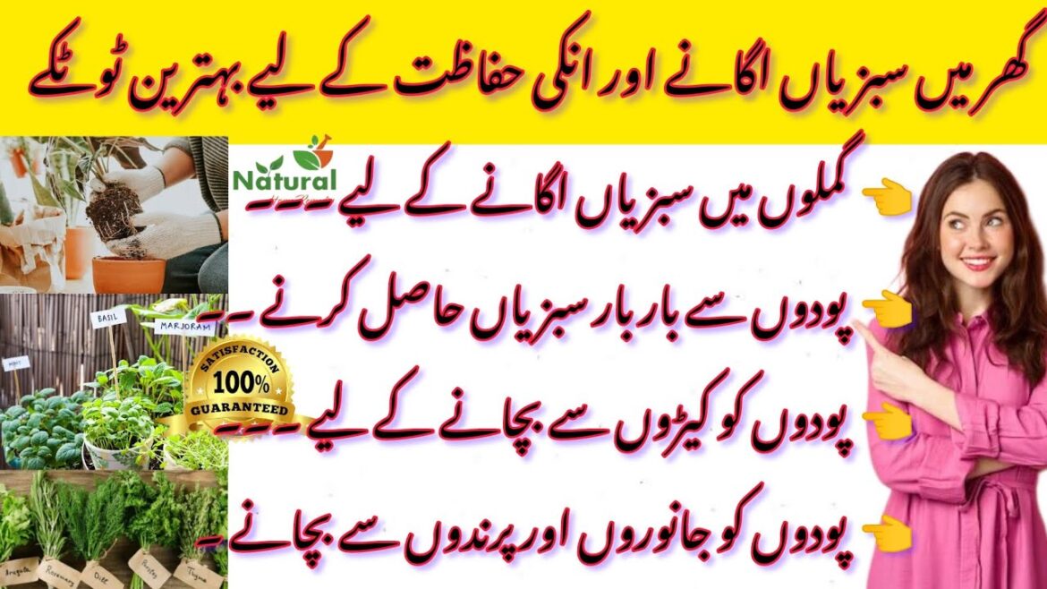 Kitchen Gardening Ideas for Home | Kitchen Gardening for Beginners | Tips and Tricks | Kitchen Hacks