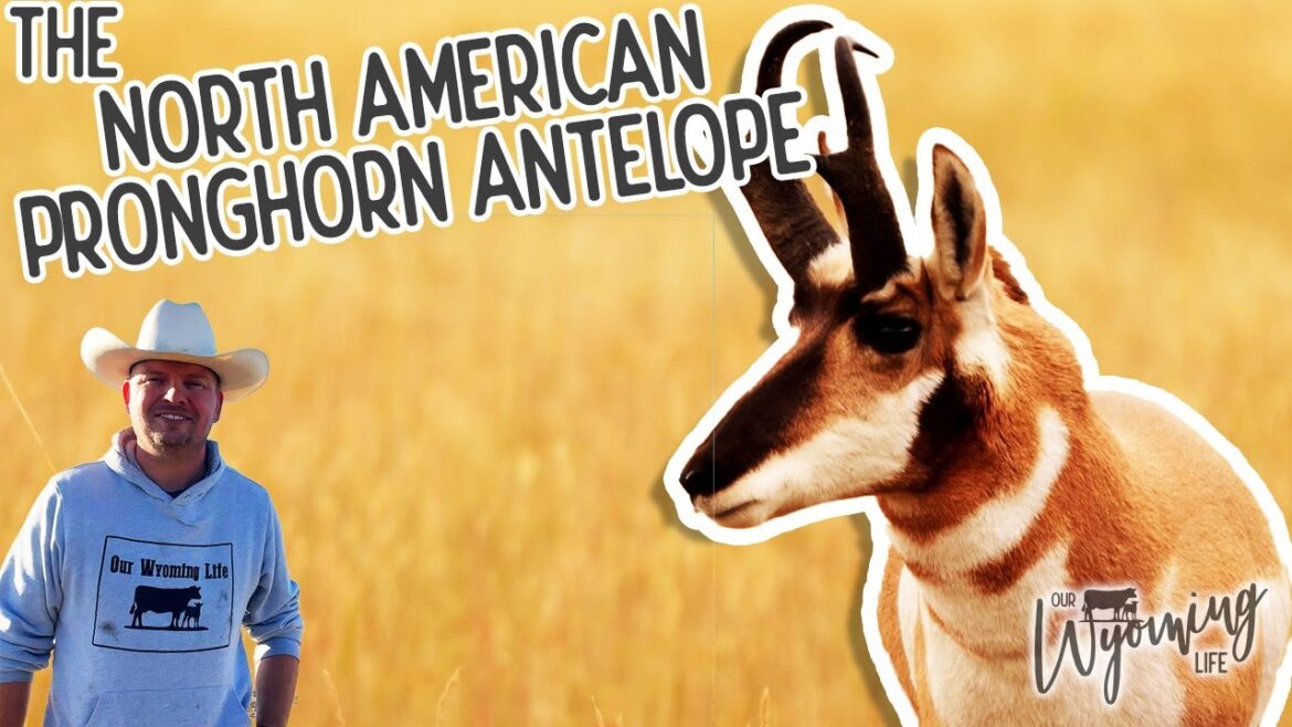 The Pronghorn Antelope: America’s Speedster The Pronghorn Antelope: America's Speedster