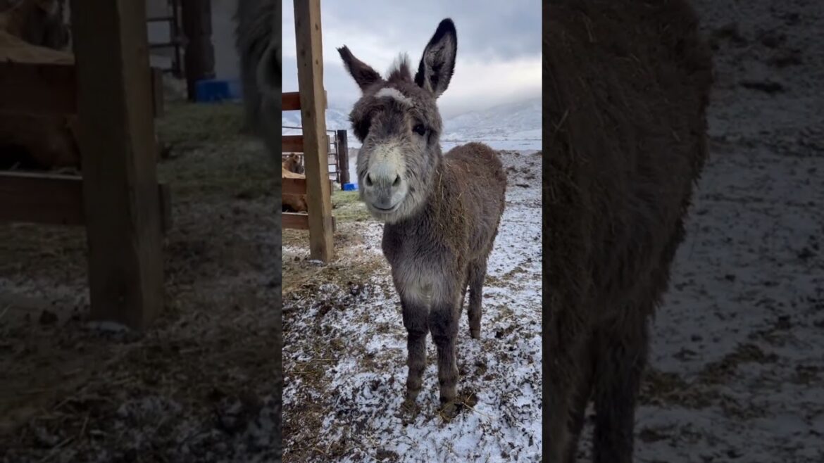 #agriculture #youtubeshorts #farming #noamancreation #farmforsale #agriculture #youtubeshorts #farming #noamancreation #farmforsale