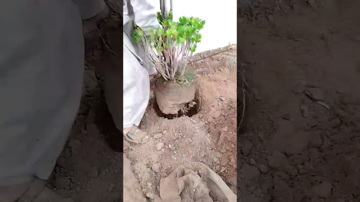 Lawn Renovation | Bonsai tree|lawn care |Transformation | sigma rule | inspiration #motivation