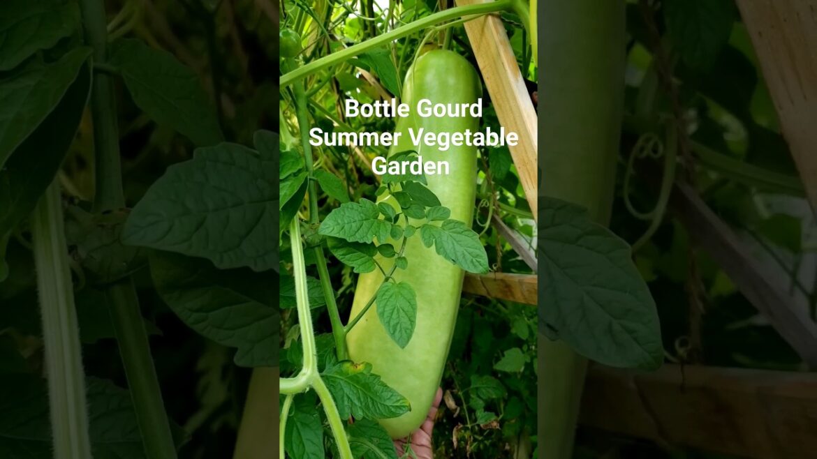 Harvesting Vegetable #gardening  #vegetablegarden