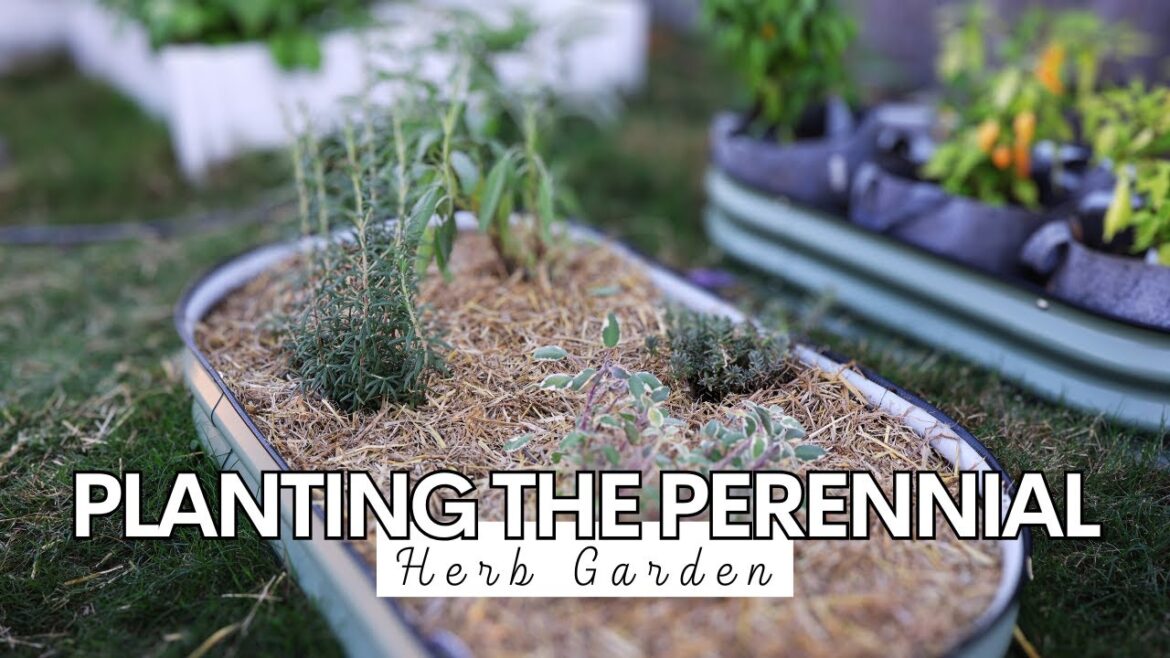 Transplanting Perennial Herbs into their own Raised Garden Bed! Sage, Rosemary, and Lavender