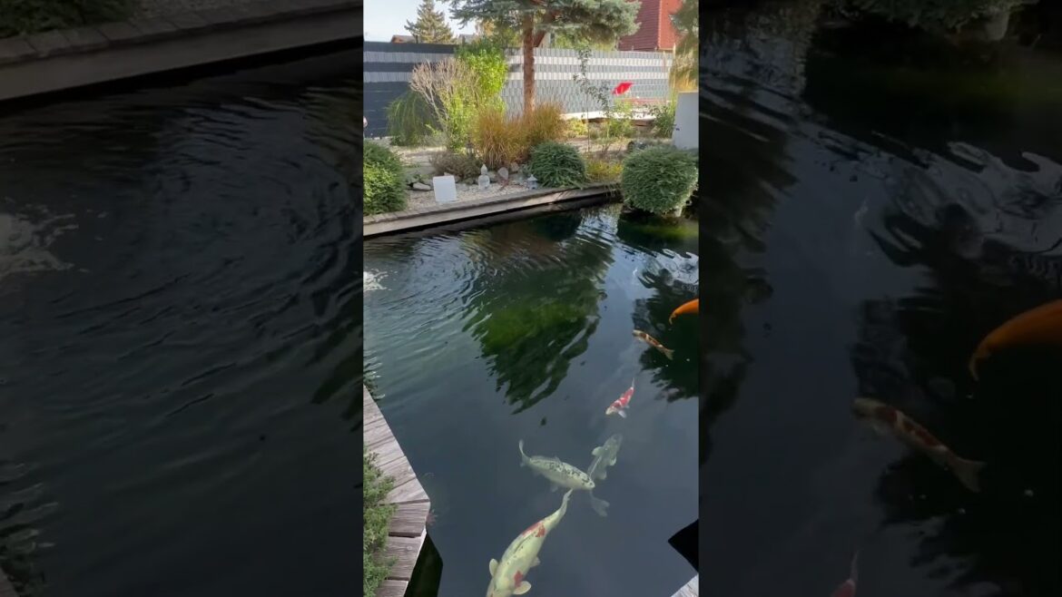 Beautiful koi pond and garden design 😍 soon on my YouTube channel